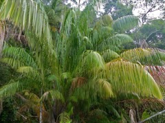 Eugeissona utilis Stilt-root Palm. Wild Borneo sago palm
