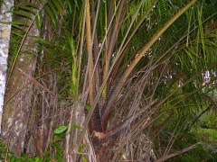 Eugeissona utilis Stilt-root Palm. Wild Borneo sago palm
