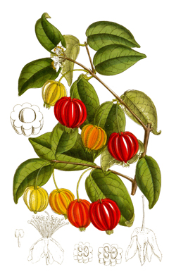Eugenia_uniflora Brazil Cherry