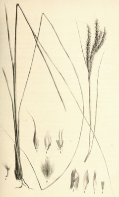 Eulaliopsis binata Babui, Sabaigrass