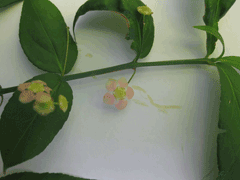 Euonymus americanus Strawberry Bush, Bursting-heart