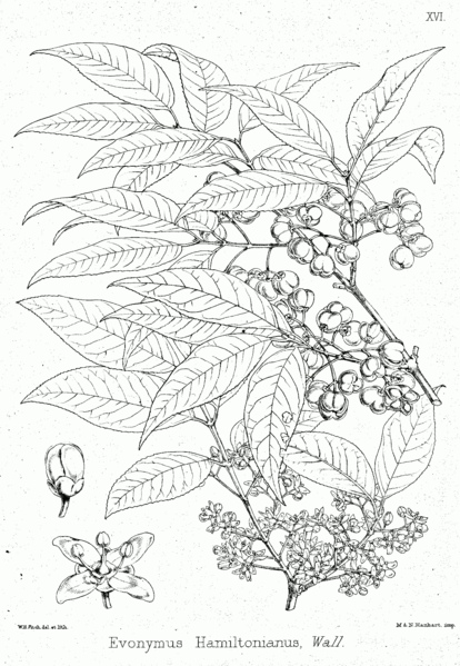 Euonymus hamiltonianus Hamilton
