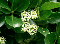 EUONYMUS JAPONICUS Evonimo Giapponese varigato Spindle