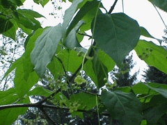 Euonymus sachalinensis Euonymus