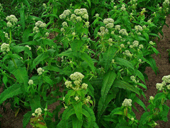 Eupatorium perfoliatum Thoroughwort, Boneset,  Common boneset