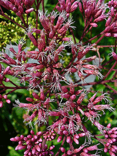 Eupatorium purpureum Gravel Root