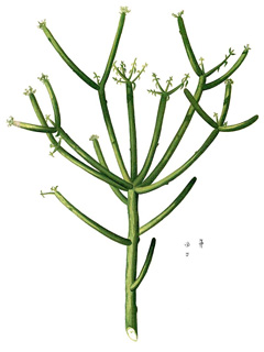Euphorbia tirucalli African Milkbush, Pencil Cactus, Milk Bush PFAF Plant  Database