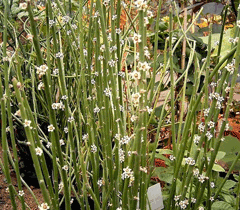 Euphorbia antisyphilitica Candelilla