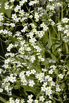 Euphorbia corollata Wild Spurge, Flowering spurge