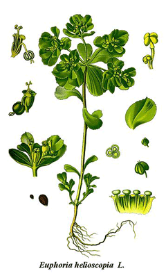 Euphorbia helioscopia Madwoman