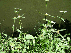 Euphorbia hirta Asthma Weed, Pill-Bearing Spurge
