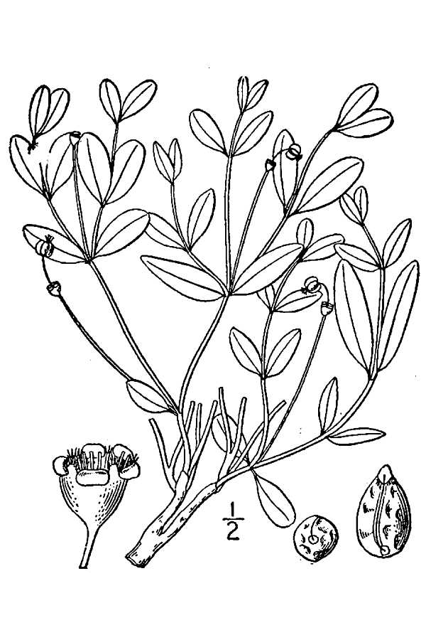 Euphorbia ipecacuanhae American Ipec