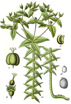 Euphorbia lathyris Caper Spurge, Moleplant