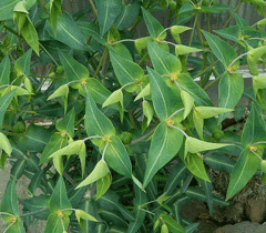 Euphorbia lathyris Caper Spurge, Moleplant
