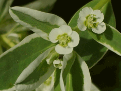 Euphorbia marginata Mountain Snow, Ghost Spurge, Ghost Weed