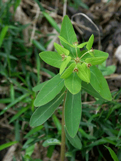 Euphorbia sieboldiana 