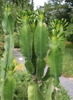 Euphorbia abyssinica Candelabra Spurge