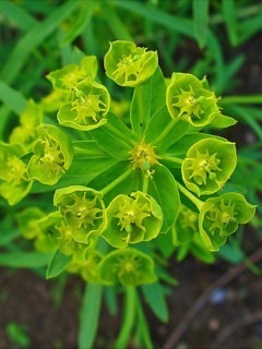Euphorbia esula Leafy Spurge. Green spurge
