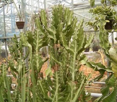 Euphorbia lactea Mottled Spurge