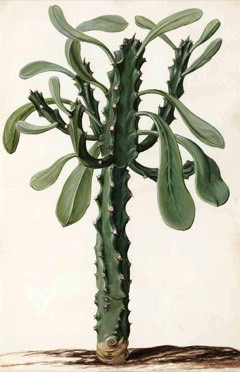 Euphorbia neriifolia Fleshy spurge, Hedge Euphorbia, Oleander spurge