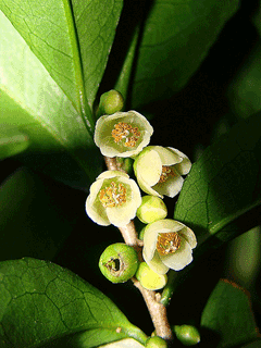 Eurya chinensis 