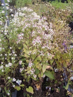 Eurybia divaricata White wood aster