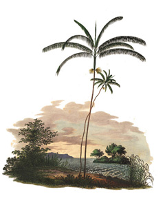 Euterpe oleracea Acai, Assai Palm, Acai Palm
