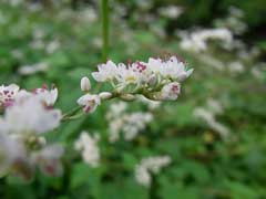 Fagopyrum dibotrys Perennial Buckwheat