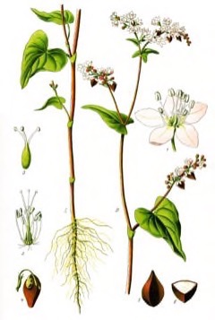 Fagopyrum spp. Perennial Buckwheat