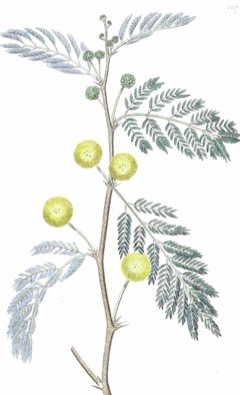Faidherbia albida White Acacia. White-thorn. Apple ring acacia
