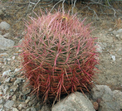 Ferocactus acanthodes subsp. acanthodes California Barrel Cactus