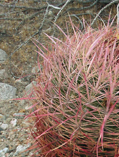 Ferocactus acanthodes subsp. acanthodes California Barrel Cactus