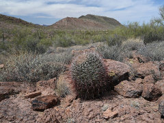 Ferocactus emoryi Emory’s Barrel Cactus Ferocactus emoryi Emory’s Barrel Cactus