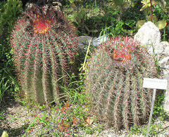 Ferocactus emoryi Emory’s Barrel Cactus Ferocactus emoryi Emory’s Barrel Cactus