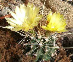Ferocactus hamatacanthus Texas Barrel Cactus Ferocactus hamatacanthus Texas Barrel Cactus