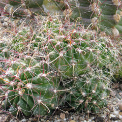 Ferocactus hamatacanthus Texas Barrel Cactus Ferocactus hamatacanthus Texas Barrel Cactus