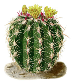 Ferocactus viridescens San Diego Barrel Cactus