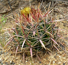 Ferocactus viridescens San Diego Barrel Cactus
