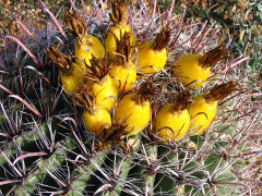 Ferocactus wislizeni Arizona Barrel Cactus Ferocactus wislizeni Arizona Barrel Cactus