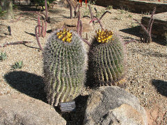 Ferocactus wislizeni Arizona Barrel Cactus Ferocactus wislizeni Arizona Barrel Cactus