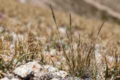 Festuca brachyphylla Alpine Fescue