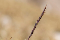 Festuca brachyphylla Alpine Fescue