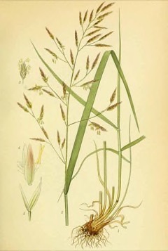 Festuca pratensis Meadow fescue