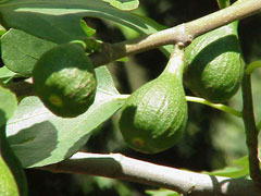Ficus_carica Fig, Edible fig, Fig Common