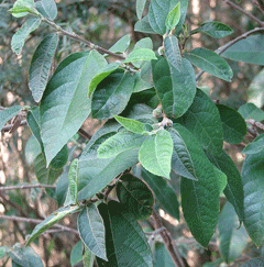 Ficus coronata Sandpaper Fig