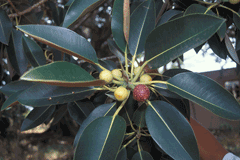 Ficus macrophylla Moreton Bay Fig