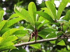 Ficus Huan wen rong, Nizhangde