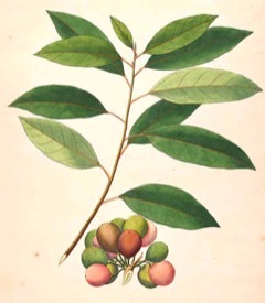 Ficus racemosa Cluster Fig