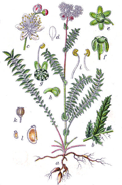 Filipendula vulgaris Dropwort, Meadowsweet