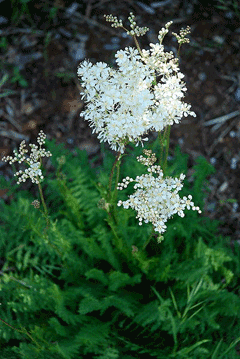 Filipendula vulgaris Dropwort, Meadowsweet